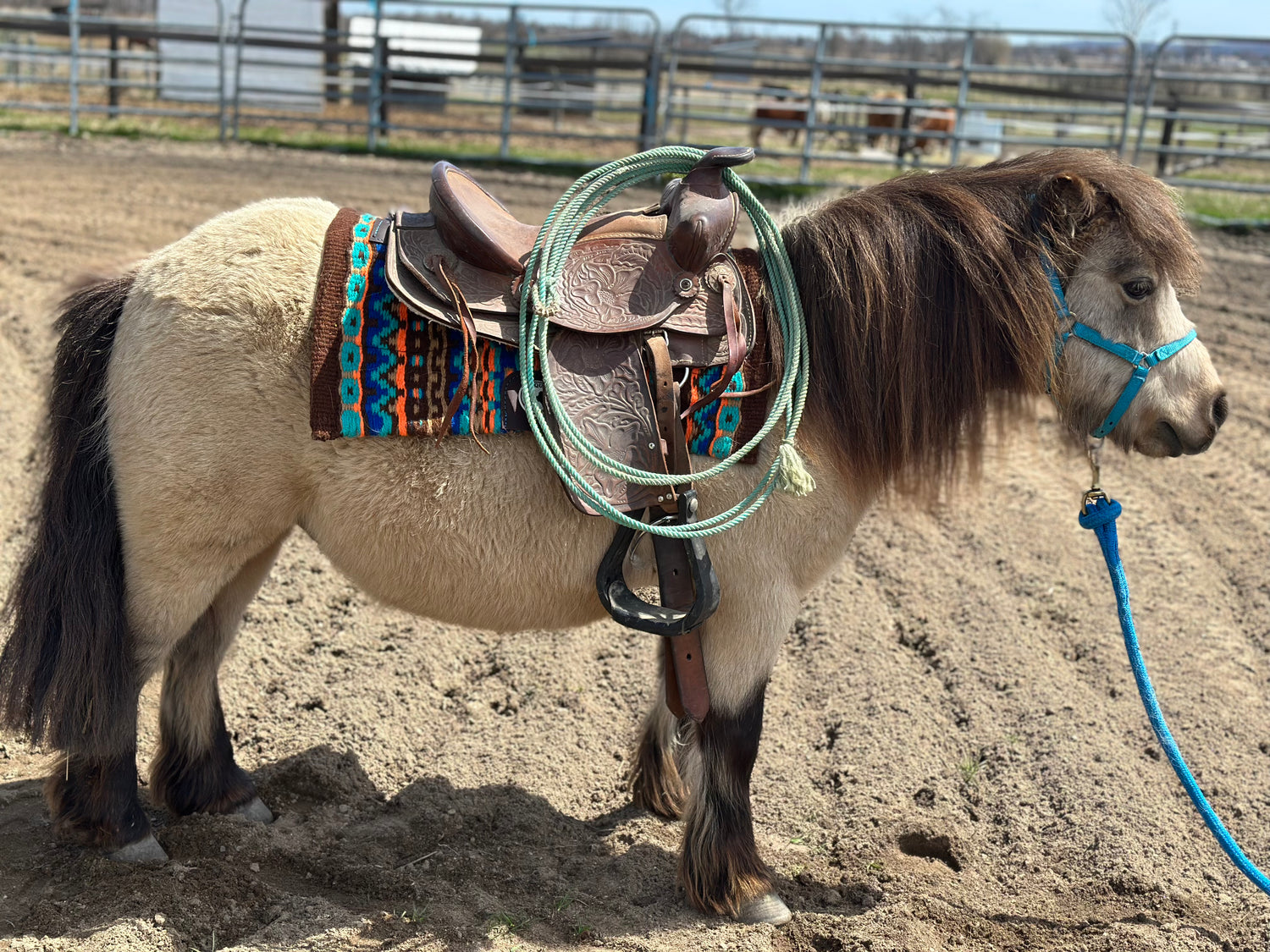 Tapis poney